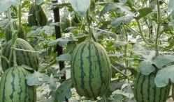 南充吃瓜爆料公司电话地址,电话地址全公开，一探究竟